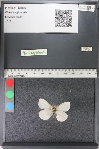 Media type: image;   Entomology 127512